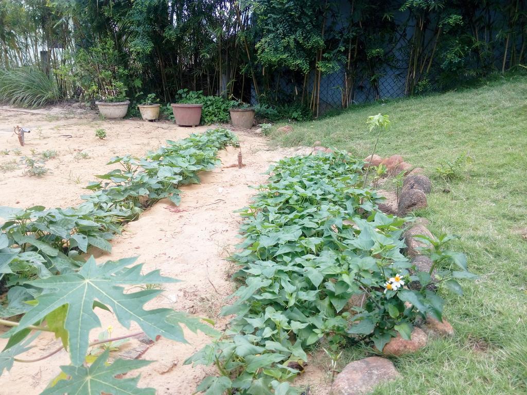 The Field Homestay Hoi An Esterno foto