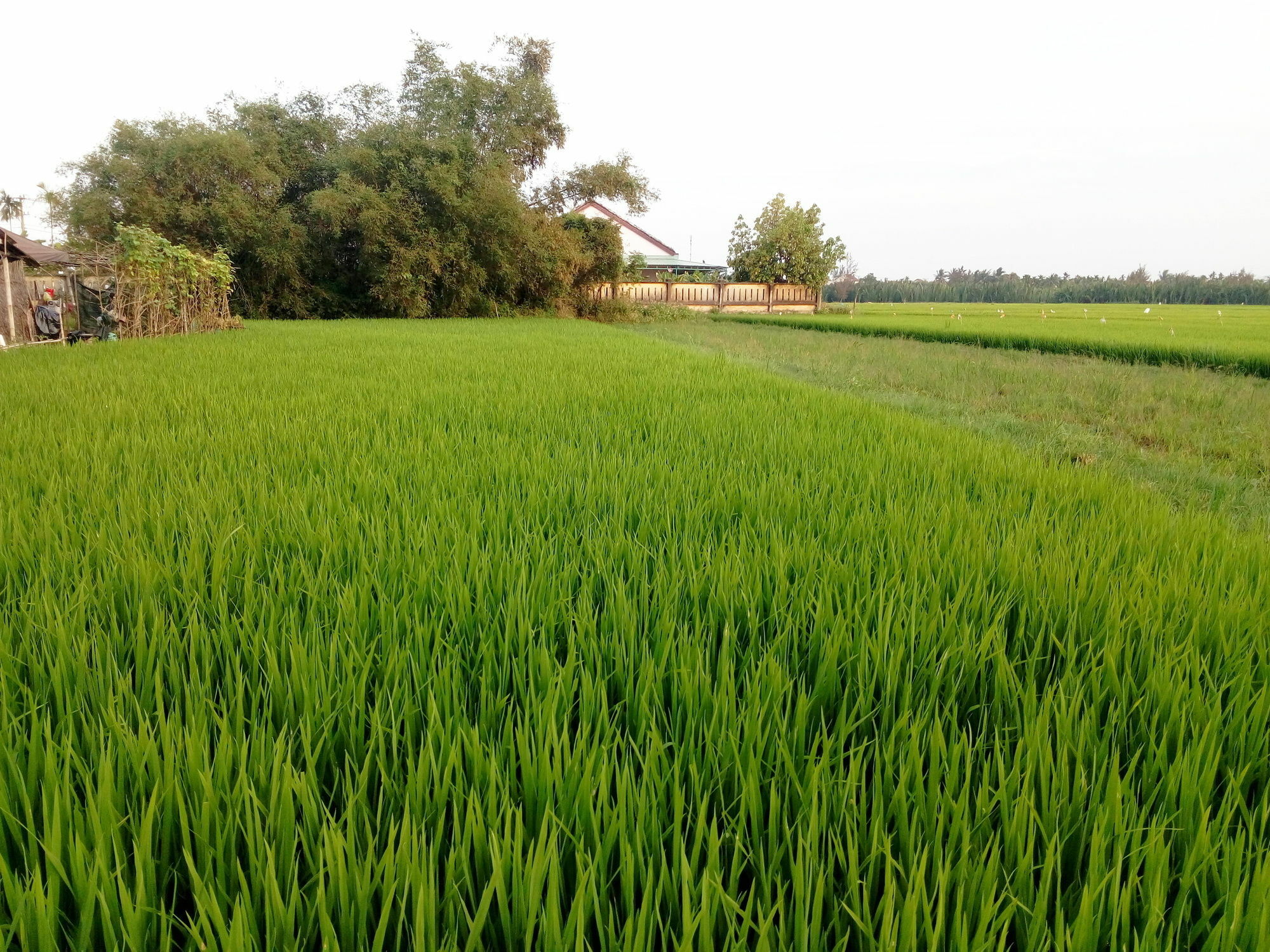 The Field Homestay Hoi An Esterno foto